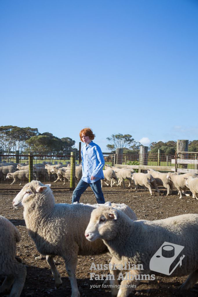 farm photography of young boy yarding lambs