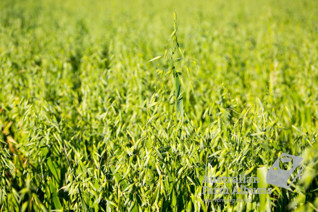 Green oat crop with oat heads