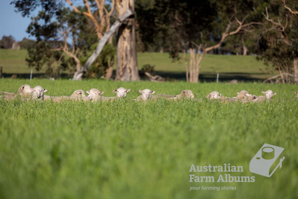 Poll Dorsett cross merino lambs in a fodder oat crop, with only their heads showing