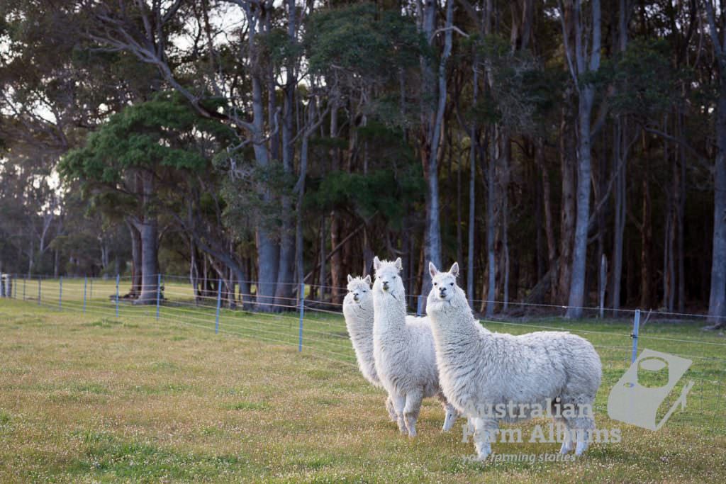 Three white alpacas looking at the camera against a background of trees