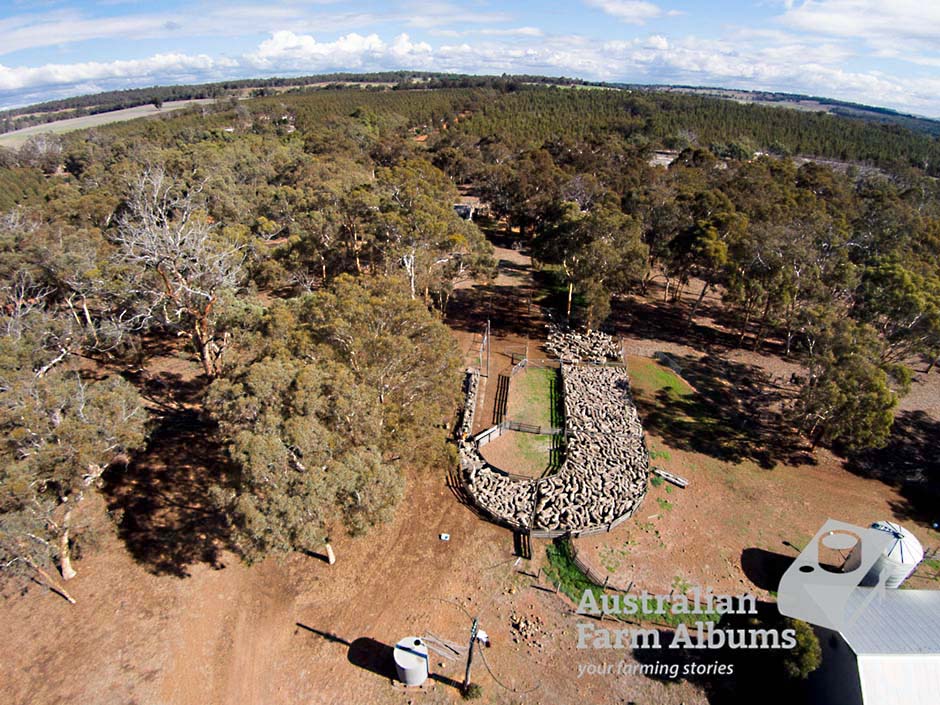 Aerial photograph showing sheep in yards and trees on an Australian farm