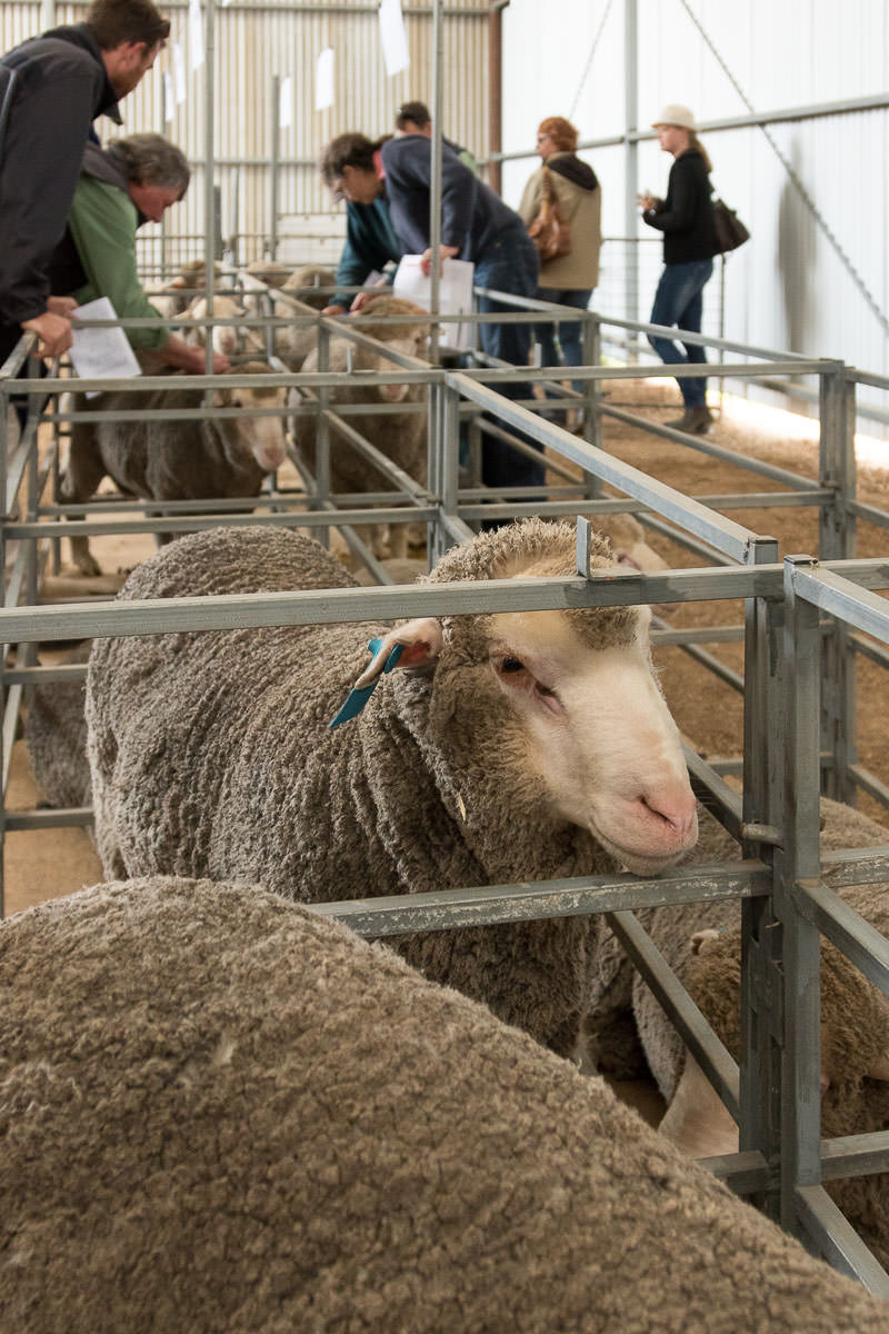 photo of fine wool merino rams in pens and buyers looking over rails