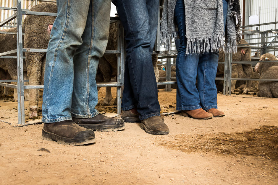 photo of legs in jeans and boots in front of ram pens