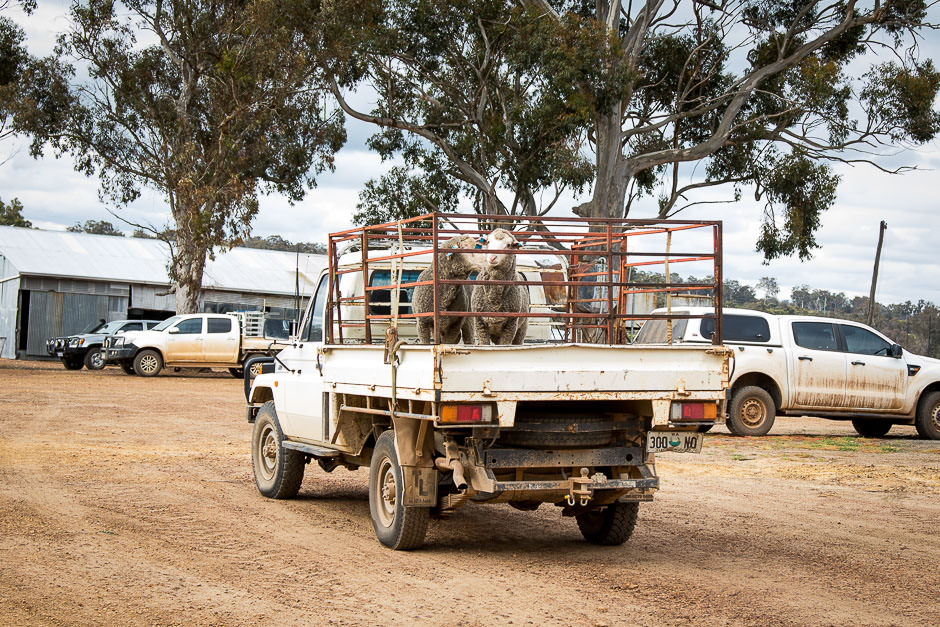 photo of two merino rams in a cage on back of farm pickup truck