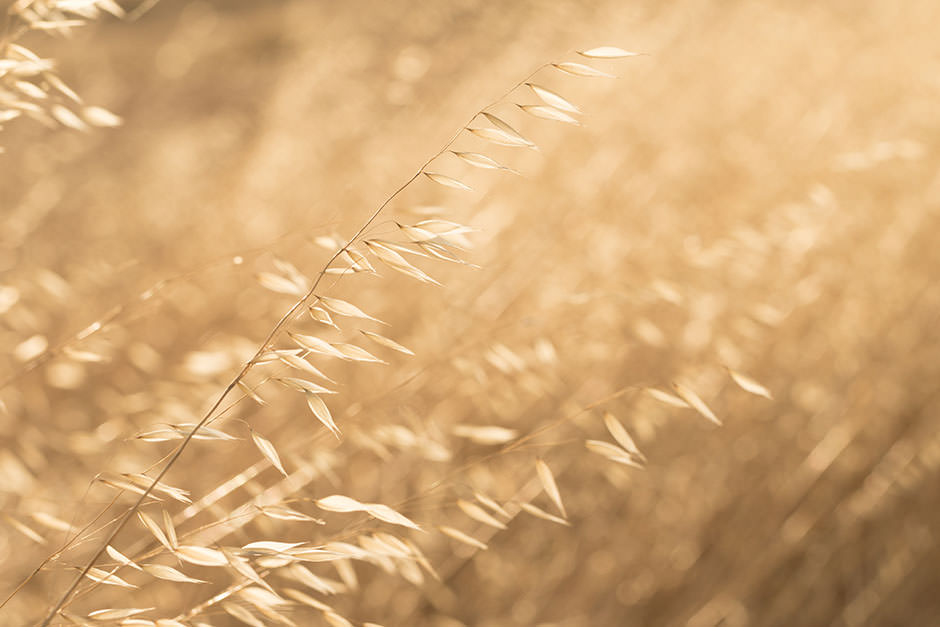 Backlit photo of dry wild oats on a farm in Australia