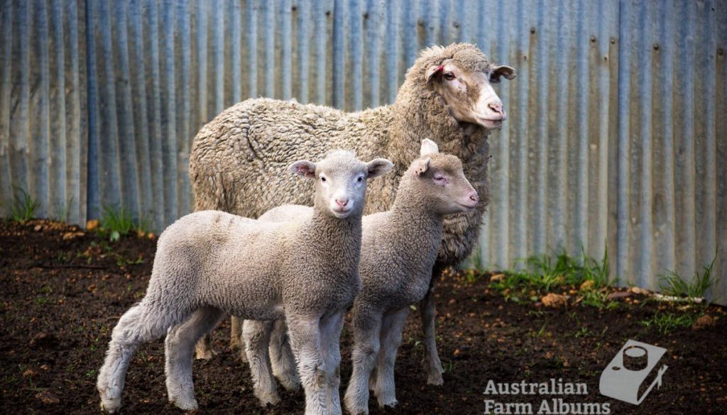 Photo of twin lambs and their mother, on an Australian farm