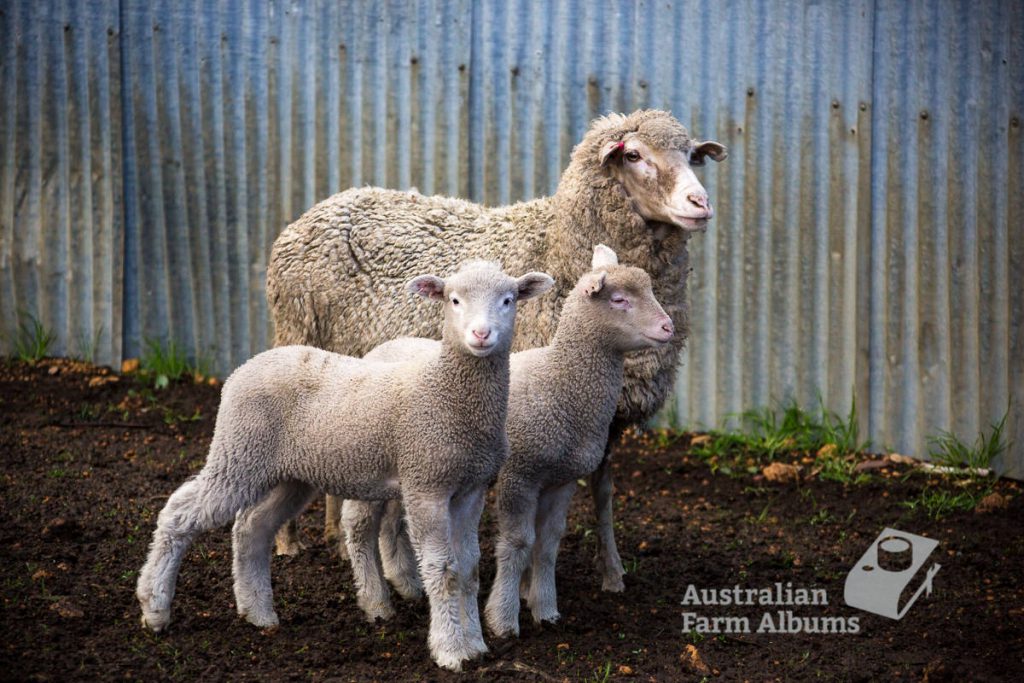 Photo of twin lambs and their mother, on an Australian farm