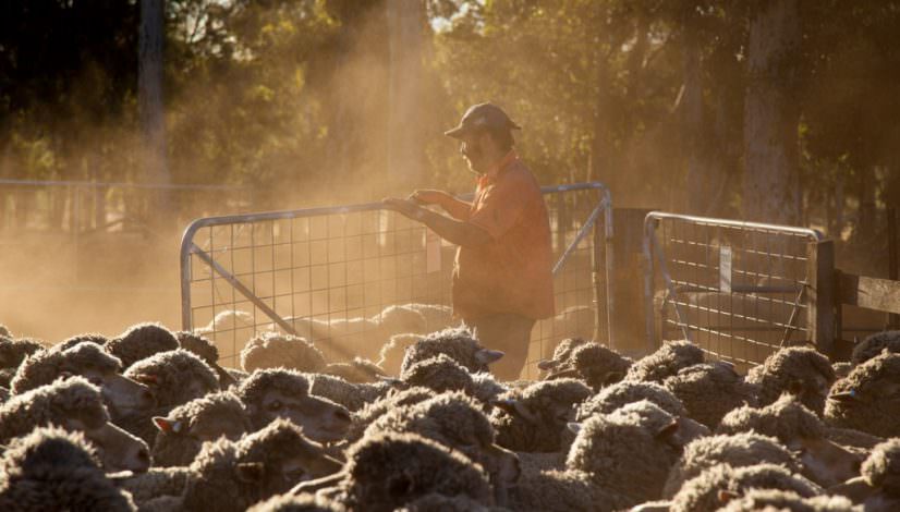 Photo of Roger working with sheep in a dusty sheep yard.