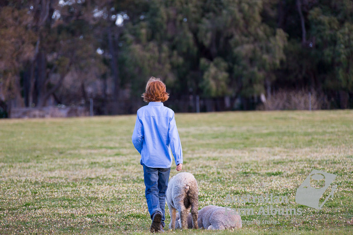 Farm photo with farm boy checking lambs in a paddock