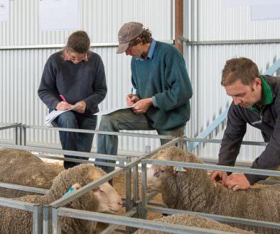 Photo of fine wool merino rams and buyers taking notes