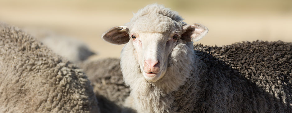 Photo of a wooly ewe lamb looking at the camera