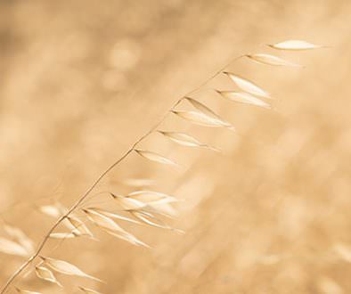 Photo of wild oats taken on an australian farm