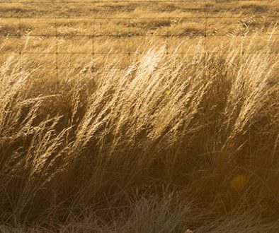 Image of dry grass along a fence line on a farm