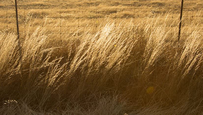 Image of dry grass along a fence line on a farm