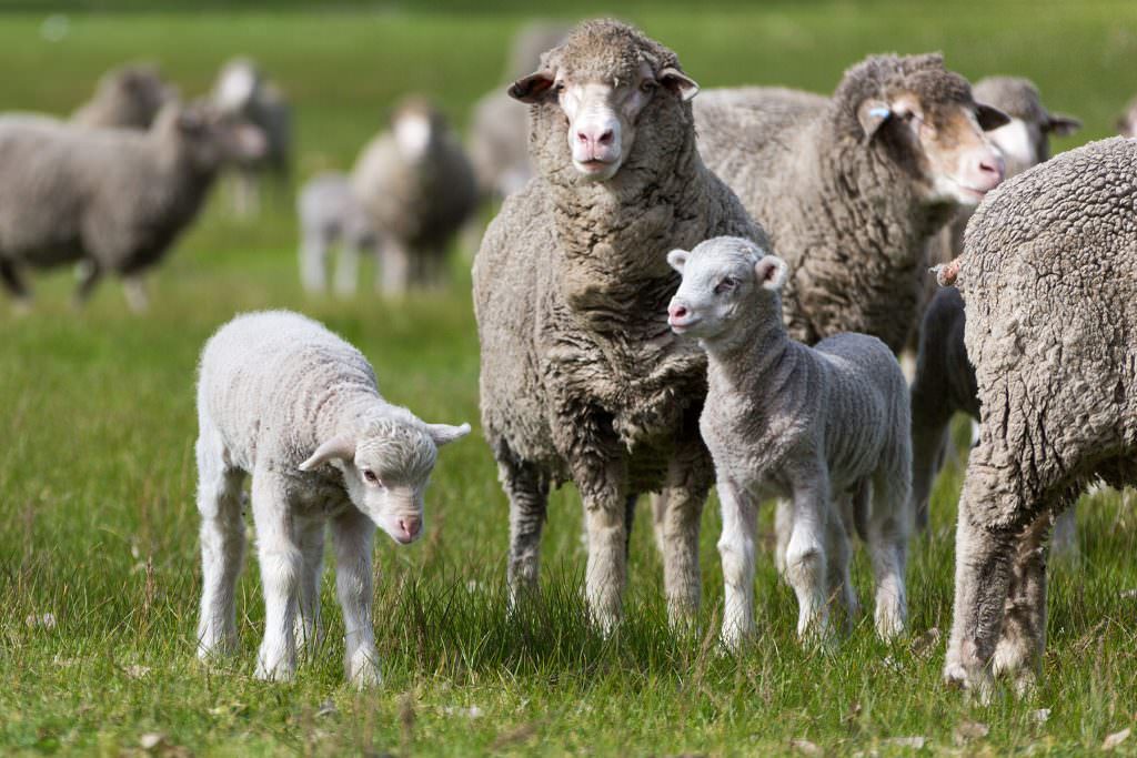 Merino ewes and lambs in green pasture. photo by caro telfer