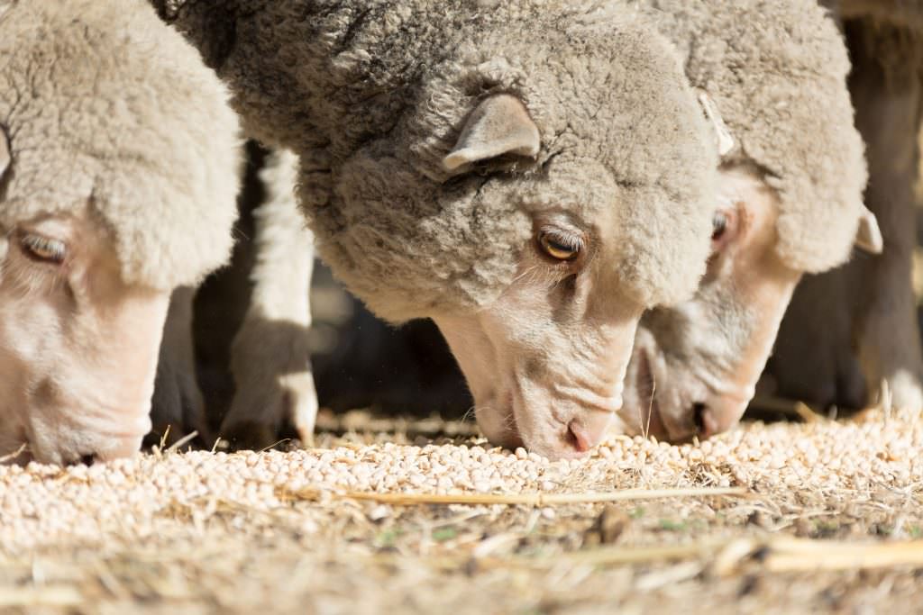Photo of merino sheep eating lupins from ground, photo by Cro Telfer.